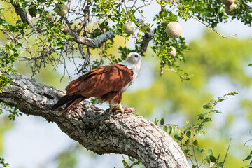 Kite on the branch 