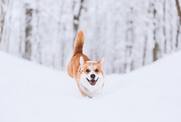 In beautiful winter park dog playing in snow