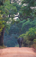 Naklejka premium elephant in the forest