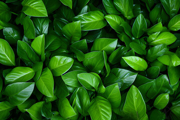 Obraz premium Full Frame of Green Leaves Texture Background. Tropical Leaf.