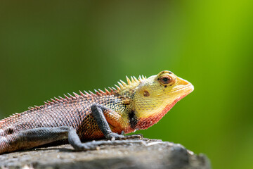 lizard on a tree