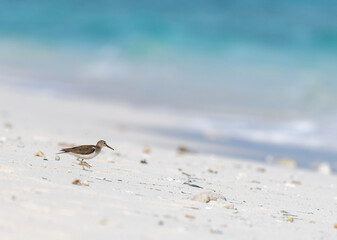 bird on the beach
