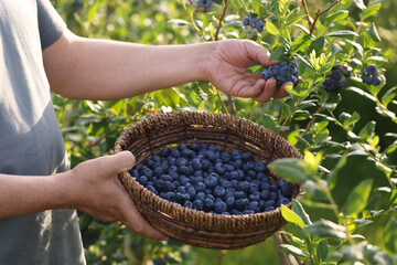 Man with wicker basket picking up wild blueberries outdoors, closeup. Seasonal berries