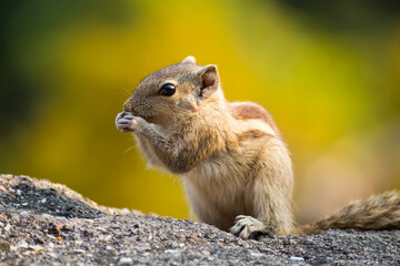 Naklejka na ściany i meble Chipmunk sitting and eating on a rock with a yellow background in the background. Detailed close-up portrait.