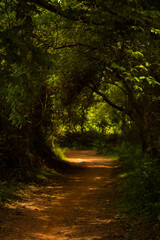 Fototapeta premium A muddy road through a green forest in the evening light falling with trees in the background. Scenery landscape