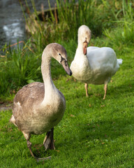 Two young mute swans (Cygnus olor) on the mowed lawn of the park