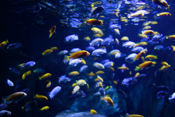 Fototapeta na wymiar Banc de poissons dans un aquarium