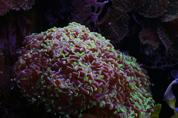 Coraux dans un aquarium