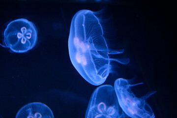 Méduses dans un aquarium