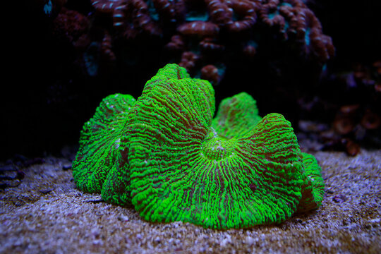 Stichodactyla haddoni, corail
