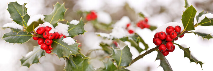 Close up od a branch of holly with red berries covered with snow, panoramic Christmas header - obrazy, fototapety, plakaty