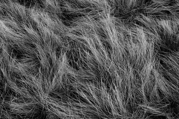 herbe d'estive en noir et blanc