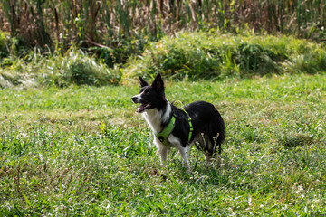 happy border collie dog on the walk in park