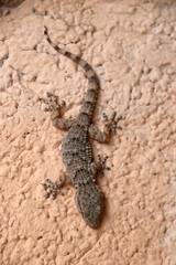 Gecko sur le mur