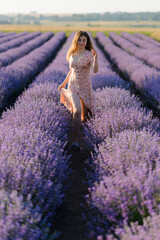 Back view of a woman walking along the rows of a lavender field