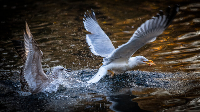Gaviotas en un estanque peleando por un trozo de pan