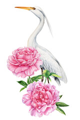 Heron with peonies. Beautiful bird with flowers on isolated white background, watercolor botanical illustration