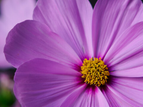 Close up of a pink garden cosmos