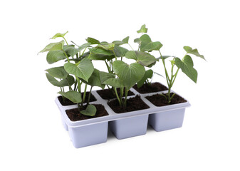 Seedlings growing in plastic container with soil isolated on white. Gardening season