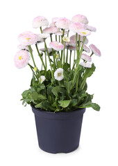 Beautiful blooming daisy flower in pot isolated on white