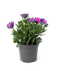 Beautiful blooming purple flower in pot isolated on white