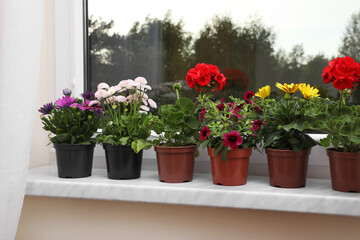 Fototapeta na wymiar Different beautiful potted flowers on windowsill indoors