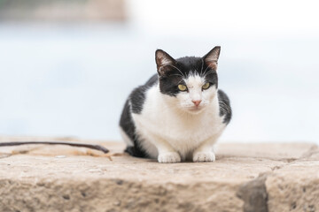 beautiful black and white stray cat in light city environment