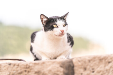 Naklejka na ściany i meble beautiful black and white stray cat in light city environment