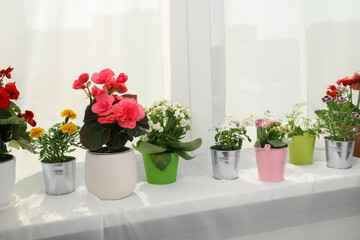 Fototapeta na wymiar Different beautiful flowers in pots on windowsill