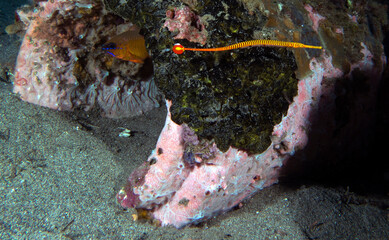 A Yellow Multibanded Pipefish also known as Dunckerocampus pessuliferus  Dauin Philippines