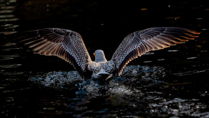 Despliegue de alas de una gaviota cuando emprende el vuelo vista por detrás