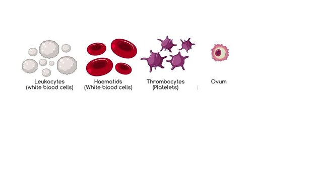 An informative animation showcasing various types of cells found in the human body.
