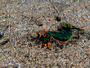 A Nembrotha Kubaryana nudibranch crawling on sand Dauin Philippines