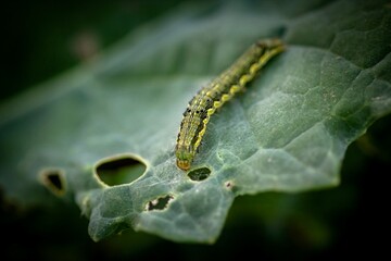 caterpillar on leaf - obrazy, fototapety, plakaty