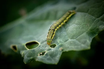 Foto op Plexiglas caterpillar on leaf © Valerii