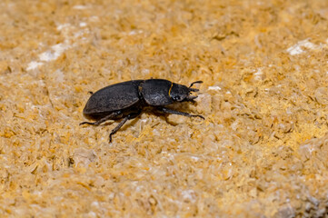 Black Dorcus parallelipipedus macro photography.