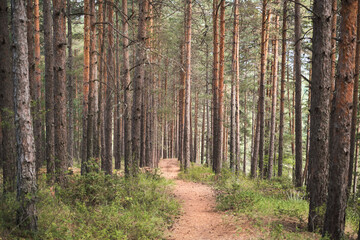 Obraz premium Pine forest in the morning sun, forest baths, health restoration, idea for background