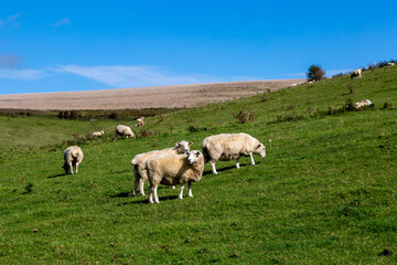 Sheep grazing on a hillside in rural Sussex on a sunny September day