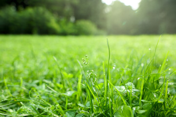 Fresh green grass growing on meadow in summer, closeup
