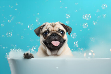 Funny pug puppy bathing in a bathtub with soap bubbles and foam on a blue background 3 - obrazy, fototapety, plakaty