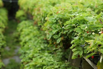 Rows of wild strawberry bushes with berries growing on farm, space for text