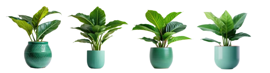 Fotobehang Collection of potted indoor palm plants, houseplants in various decorated green vases, isolated on a transparent background with a PNG cutout or clipping path. © Transparent png