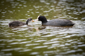 Bleßhuhn füttert Küken
