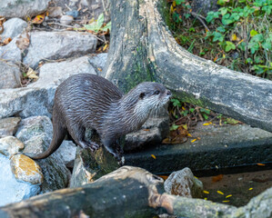 Close up of Asian small-clawed otter (Aonyx cinerea) are lively and playful.