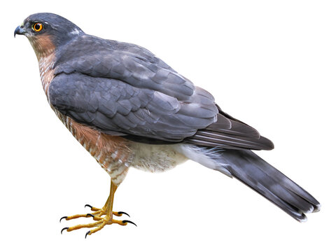 Male of Eurasian Sparrowhawk (Accipiter nisus), PNG, isolated on transparent background