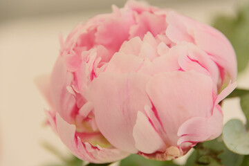closeup from a pink peony