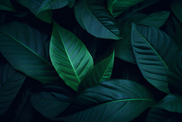 Closeup Tropical Dark Green Leaf Background. Flat Lay, Fresh Wallpaper Banner Concept.