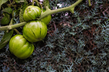 Cluster of green tomatoes on a branch on arizonica background