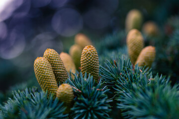 Pinus pinea. Close up of a pine tree with developing yellow cones. Needle shaped leaves in blue-green color and violet blurred background. Decorative concept of winter and Christmas. Selective focus.