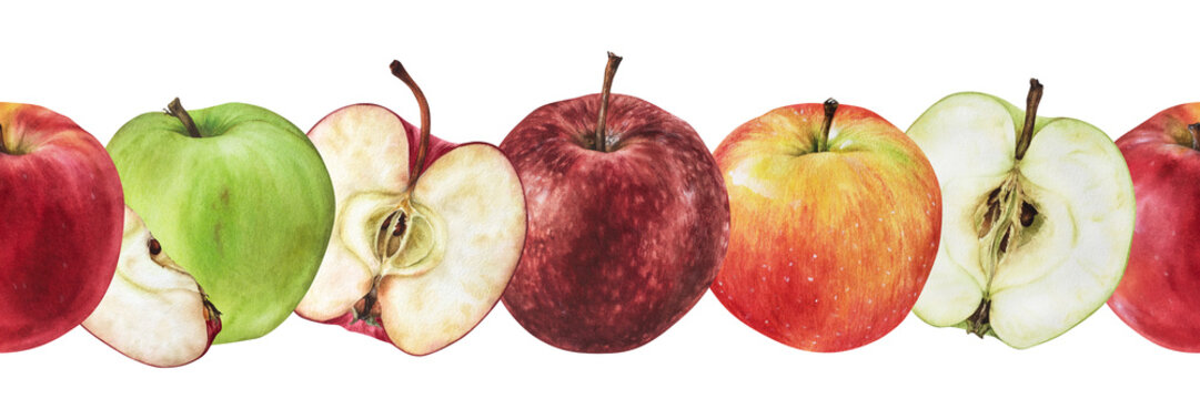 Apple seamless Border. Watercolor botanical illustration of Fruit pattern. Hand drawn autumn food on isolated white background. For frame and card design. Drawing of fall plants